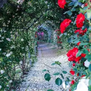 🌹 시마다시 장미 언덕 공원(시마다시바라노오카코엔) 이미지 7